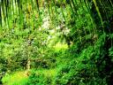 fireflies6.jpg