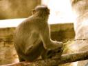 monkey1.jpg