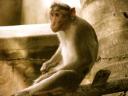 monkey3.jpg