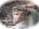 monkey5.jpg